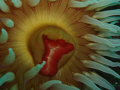   fish eating anemone urticina piscivora  
